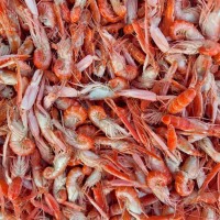 抓虾 夹板虾 海虾 食品厂油炸虾的原料