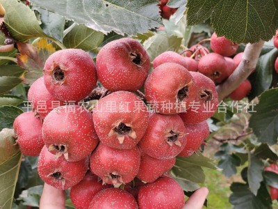 新鲜山楂 冰糖葫芦大金星大五棱山果图3