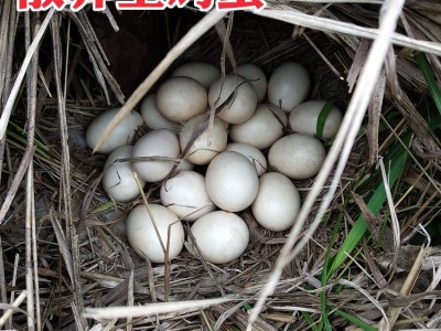 农家柴鸡蛋散养土鸡蛋批发纯土鸡蛋笨鸡虫草土鸡蛋30枚图1