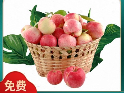 脆甜脆甜青红平果 当季现摘苹果 山西冰糖心红富士果批发供应图1