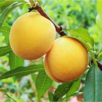 春美果园直发现摘黄桃水蜜桃新鲜水果 价优 当季脆甜黄桃按件批发