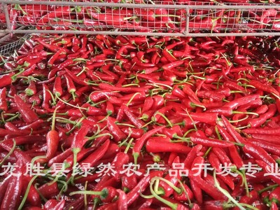 广西龙脊辣椒干桂林特产 火锅烤鱼特香农家调料干红辣椒500克批发图5