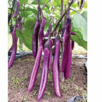 睿丰紫红长茄--茄子种子