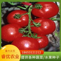 睿优220 大红果--番茄种子