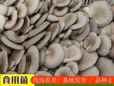 现货供应蘑菇种植菌包 家庭种植食用菌菌种 平菇种植菌包图1
