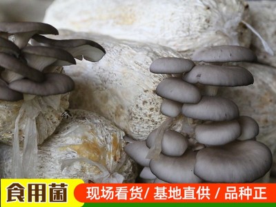 6斤重黑平菇菌菇包 基地直发南北方种植蘑菇菌种 易成活平菇菌包图1