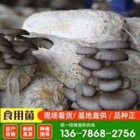 6斤重黑平菇菌菇包 基地直发南北方种植蘑菇菌种 易成活平菇菌包