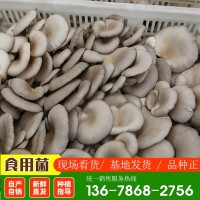 基地直发新鲜平菇菌棒菌包 量大从优平菇菌棒蘑菇菌棒