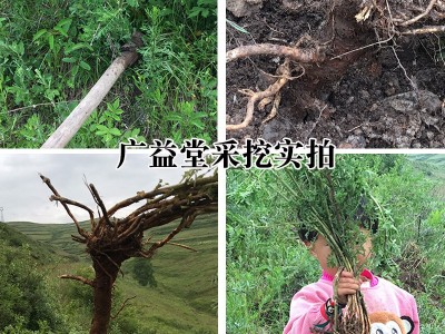 甘肃岷县野生黄芪大条 可切黄芪片磨粉 批发供应无硫北芪条北芪片图5