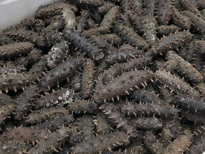 辰润海产品厂家直供大连顶火生海参高刺拉缸盐海参干货海参批发图3