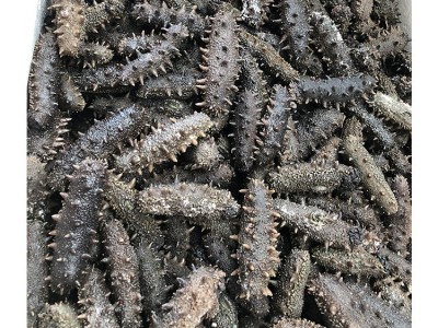 辰润海产品厂家直供大连顶火生海参高刺拉缸盐海参干货海参批发图4