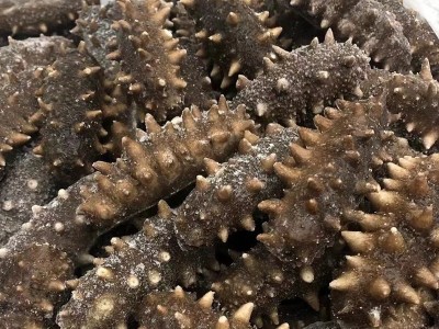 明尊9A级大连即食海参500g刺参鲜蒸即食海参 厂家批发 顺丰发货图5