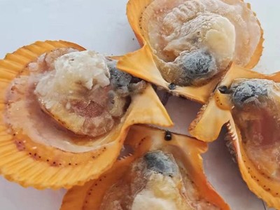 福建黄金扇贝活鲜冷冻 商用烧烤料理扇贝 鲜活现剥海鲜水产批发图1