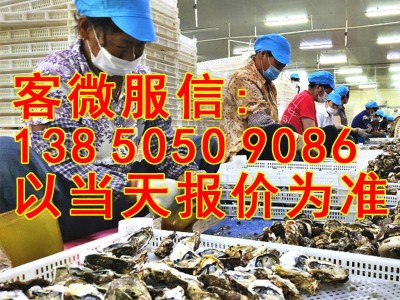 福建去壳鲜活生蚝肉海鲜水产新鲜大补现剥生蚝海蛎牡蛎肉速冻500g图4