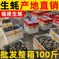 福建鲜活生蚝批发牡蛎海鲜水产带壳烧烤自助 产地直销整箱100斤装