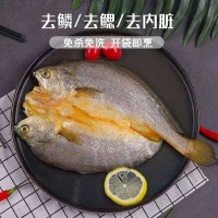 海肴膳醇香黄鱼鲞黄瓜鱼阿信水产批发 宁德大黄鱼新鲜冷冻黄花鱼