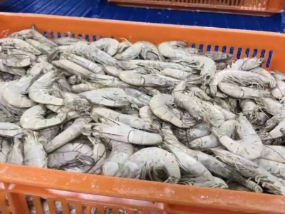 白虾 热卖爆款 批发 餐饮预制菜 低 团购 采购专卖商超 酒店 自助图2