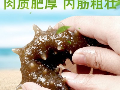 海芝屋大连纯淡干海参底播刺参 海参干货50克装海参散装批发 特产图3