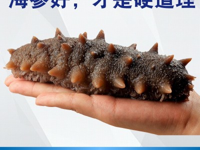 海芝屋大连纯淡干海参底播刺参 海参干货50克装海参散装批发 特产图2