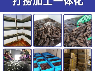 大连即食海参 工厂直发 非干海参小10头海参 佛跳墙 350g图3