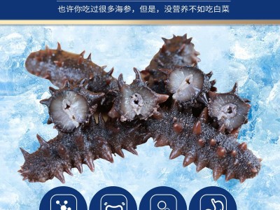 源头厂家 大连辽刺参 非干货 佛跳墙 酒店 批发 即食海参从德图4