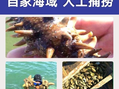一手货源大连辽刺身高压即食海参板冻系列15头批发酒店佛跳墙从德图2