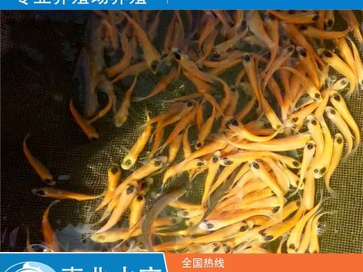 厂家批发金鱼草鱼 淡水鱼苗图1