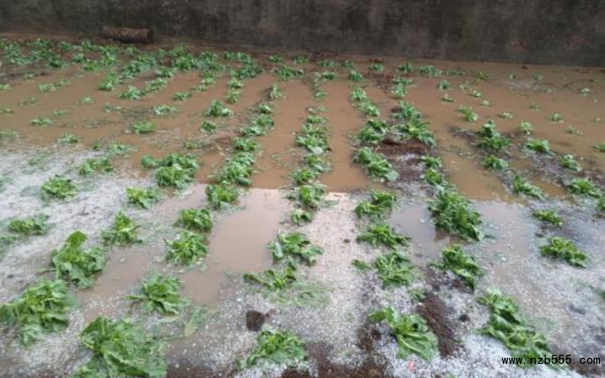部分露地蔬菜在冰雹、暴雨后出现积水。北京市农业技术推广站供图