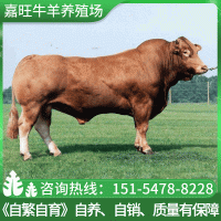 【鲁西黄牛】现货嘉旺鲁西黄牛苗 批发出售养殖场牛肉牛犊