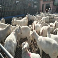 嘉旺 小羊仔繁殖 美国白山羊 包成活 价格优惠 2头起批