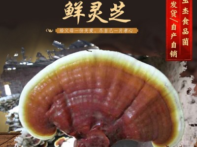 山东产地直供 鲜灵芝金边灵芝新鲜采摘灵芝切片泡酒灵芝图1
