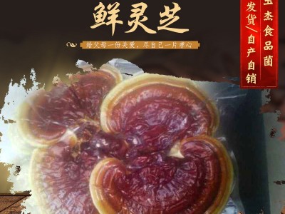 山东产地直供 鲜灵芝金边灵芝新鲜采摘灵芝切片泡酒灵芝图4