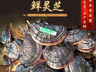 山东产地直供 鲜灵芝金边灵芝新鲜采摘灵芝切片泡酒灵芝图3