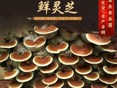 山东产地直供 鲜灵芝金边灵芝新鲜采摘灵芝切片泡酒灵芝图2