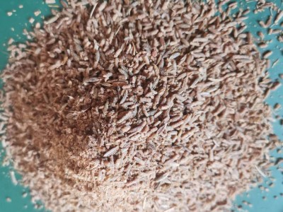 孜然粉 烧烤孜然粉半颗粒孜然碎 孜然颗粒图5