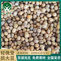 轻微受损大豆 黄豆原料有机肥原材料碳化豆益生菌大豆肥原料批发