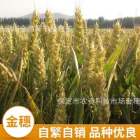小麦种子 辽春18号春小麦种子 春性早熟原种小麦种子批发