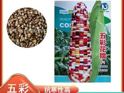 彩糯玉米种子 玉米种籽水果玉米五彩花糯种子甜香糯玉米批发图5