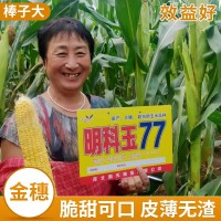 明科玉77玉米杂交种 批发玉米良种 活杆成熟 玉米种子