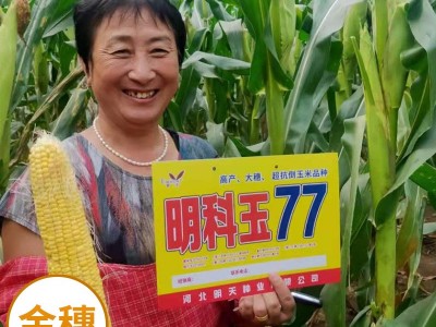 明科玉77玉米杂交种 批发玉米良种 活杆成熟 玉米种子图3