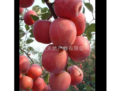 供应烘干苹果渣饲料粉图2