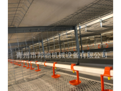 层叠式肉鸡肉鸭笼子家禽养殖设备笼养自动清粪自动喂料线图4