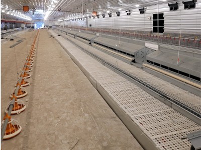 种鸡链式料线小窝自动产蛋箱集蛋器链片送料料槽食槽图5
