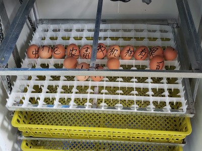 全自动小型孵化机一机多用大雁可孵化火鸡火鸟柯尔鸭蛋智能孵蛋机图3