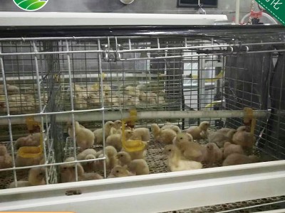 养鸡设备厂家肉鸡笼 自动化养殖设备肉鸡笼 养鸡设备肉鸡笼图2