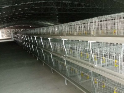 养鸡设备厂家肉鸡笼 自动化养殖设备肉鸡笼 养鸡设备肉鸡笼图4