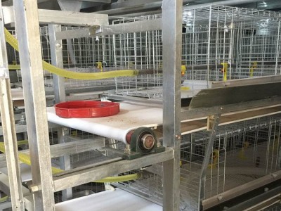 养鸡设备厂家肉鸡笼 自动化养殖设备肉鸡笼 养鸡设备肉鸡笼图5