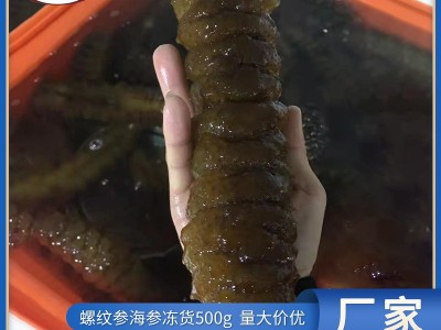 厂家直销冻干海参 南美洲速冻水发螺纹参龙纹参 大乌参批发图1