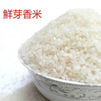 厂家直批南粳鲜芽大米9108熬粥米香粘软糯50斤兴化大米 2袋起批