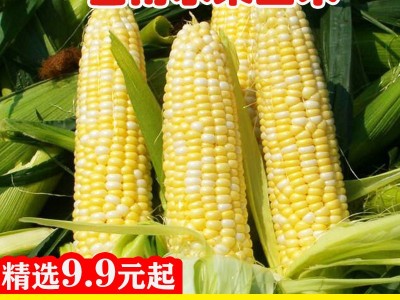 云南水果玉米10斤新鲜生吃甜玉米棒子粘苞谷米现摘糯蔬菜图1